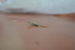 Gekkota