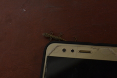 Gekkota