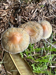 Fungi
