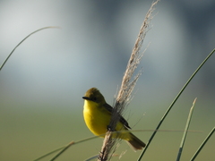 Pseudocolopteryx acutipennis