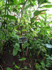 Cinnamomum verum
