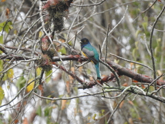 Trogon caligatus