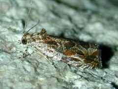 Olethreutes nigranum