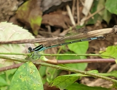 Argiocnemis rubescens