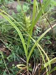 Carex lupulina