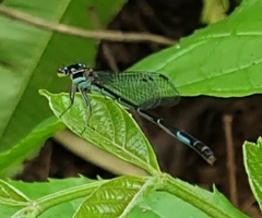 Argiocnemis rubescens