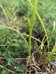 Carex lupulina