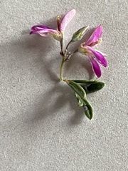 Indigofera bisacculata