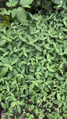 Strobilanthes formosana