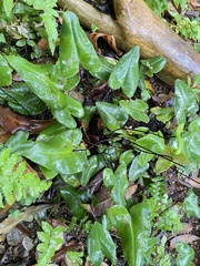 Mickelopteris cordata