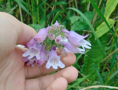 Penstemon calycosus