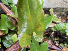 Mickelopteris cordata
