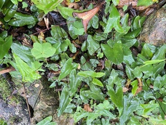 Mickelopteris cordata