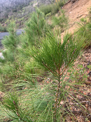Pinus attenuata