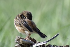 Cisticola aridulus