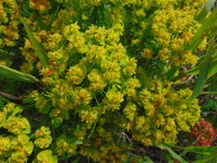 Euphorbia cyparissias