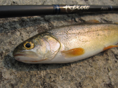 Oncorhynchus clarkii