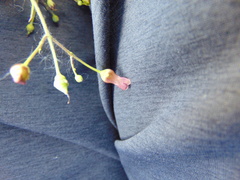 Scrophularia lanceolata