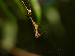 Arachnura