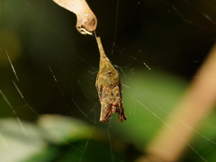 Arachnura