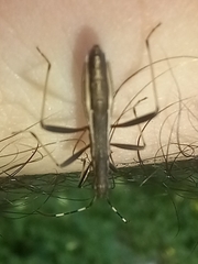 Micrelytra fossularum