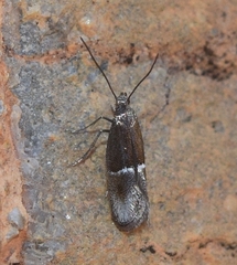 Aproaerema anthyllidella