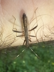 Micrelytra fossularum