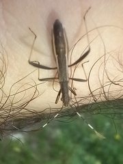 Micrelytra fossularum