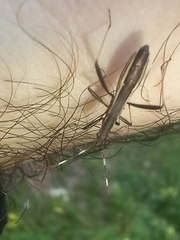 Micrelytra fossularum