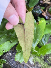Mickelopteris cordata