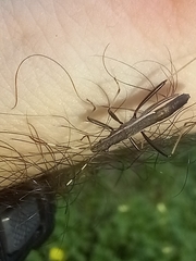 Micrelytra fossularum