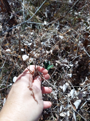 Image of Buckroot (Pediomelum canescens) by (c) Athena Philips, some rights reserved (CC BY)