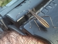 Micrelytra fossularum