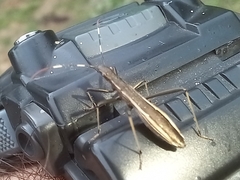 Micrelytra fossularum