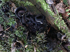 Ionomidotis irregularis