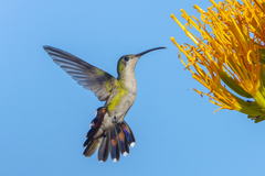Anthracothorax dominicus