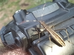 Micrelytra fossularum