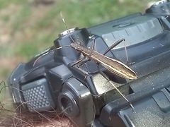 Micrelytra fossularum