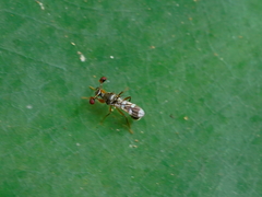 Teleopsis quadriguttata