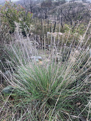 Elymus elymoides