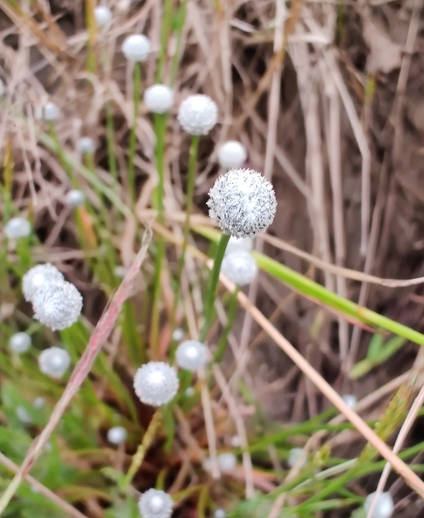 Eriocaulon quinquangulare (Eriocaulon quinquangulare)