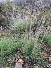 Elymus elymoides