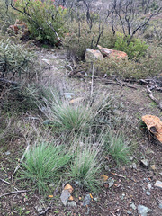 Elymus elymoides