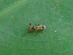 Teleopsis quadriguttata