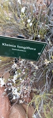 Kleinia longiflora