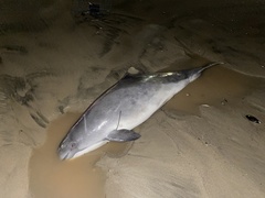 Phocoena phocoena vomerina