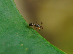 Teleopsis quadriguttata