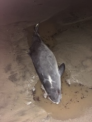 Phocoena phocoena vomerina