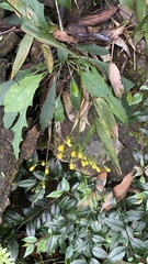 Ixeridium laevigatum