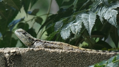 Acanthocercus atricollis